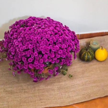 Domus Ex Animo דירה *