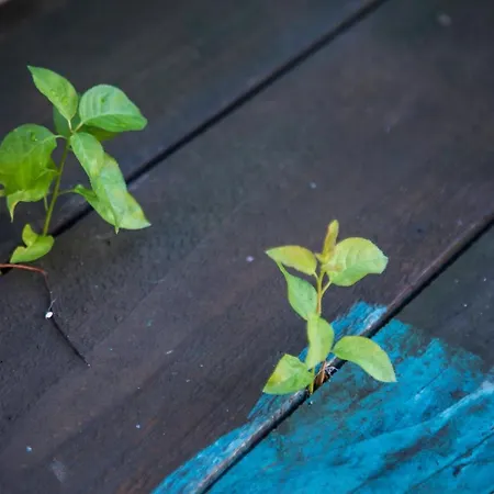 Διαμέρισμα Domus Ex Animo Βουκουρέστι