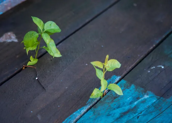 アパート Domus Ex Animo ブカレスト